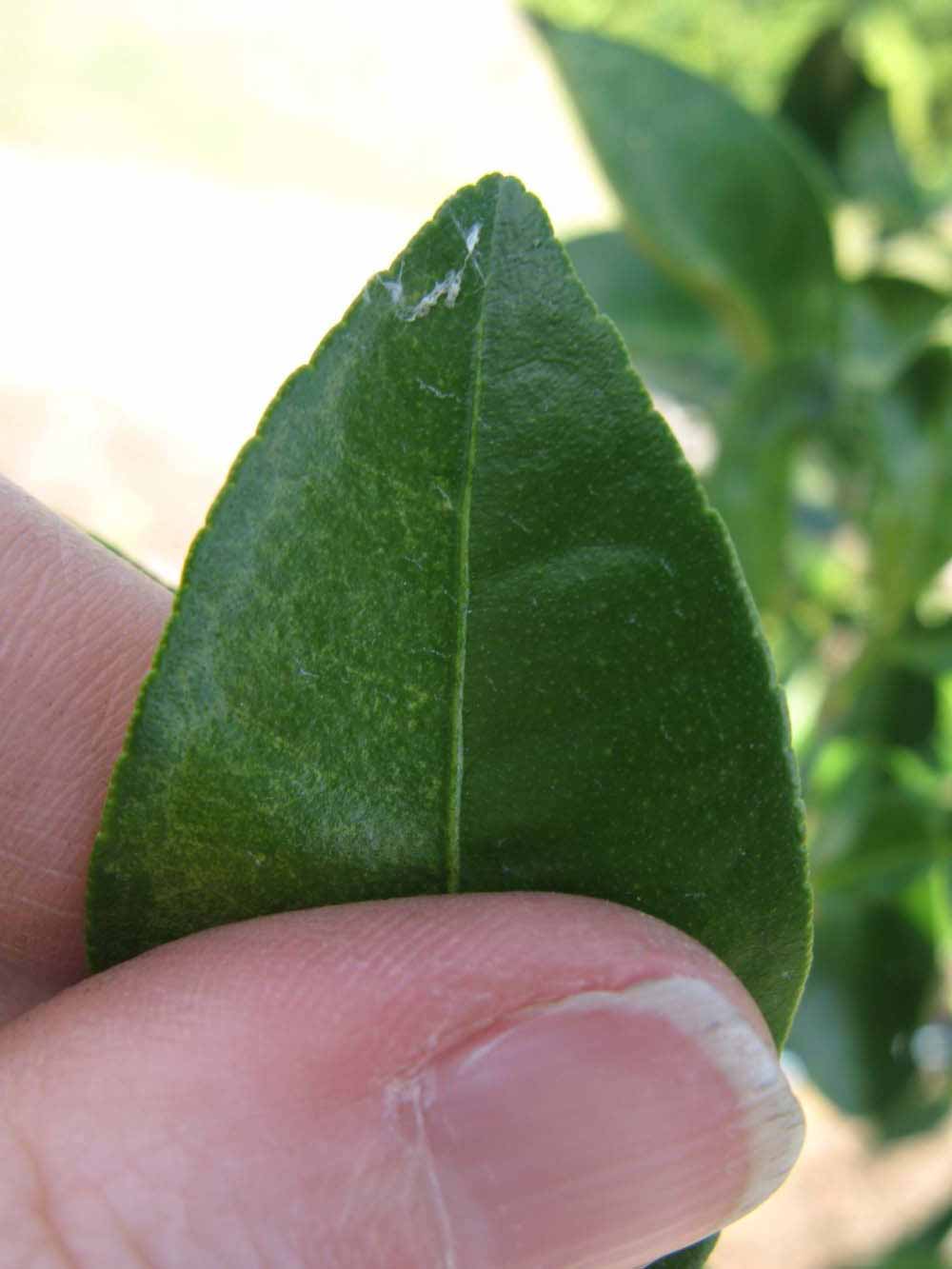              Margin (Winter Haven, FL)       